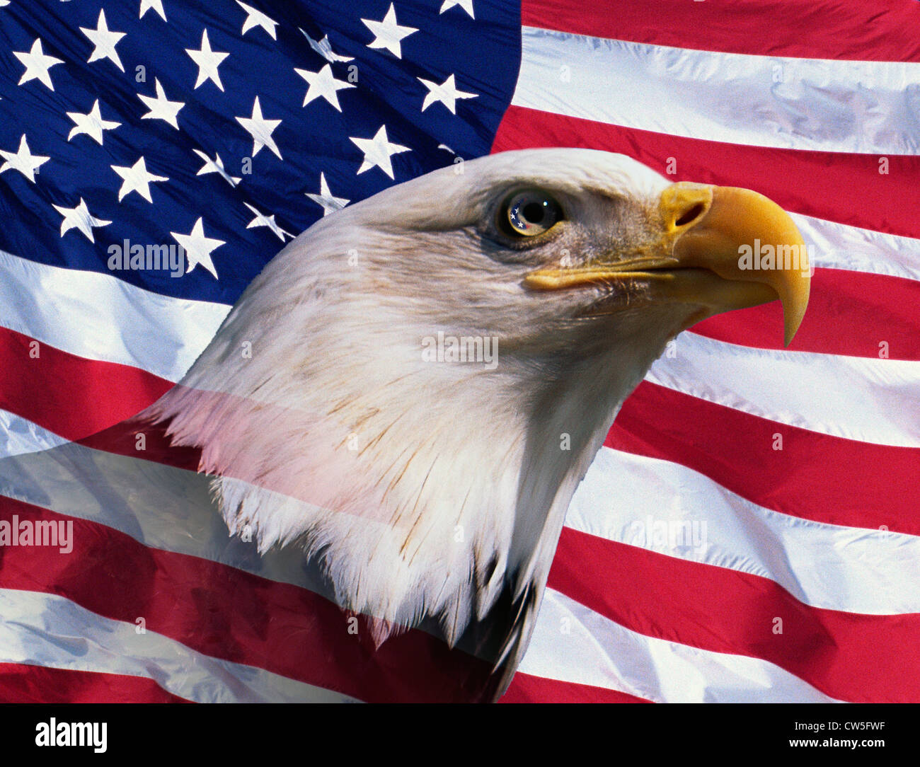 Bandera americana del águila calva americana fotografías e imágenes de alta  resolución - Alamy