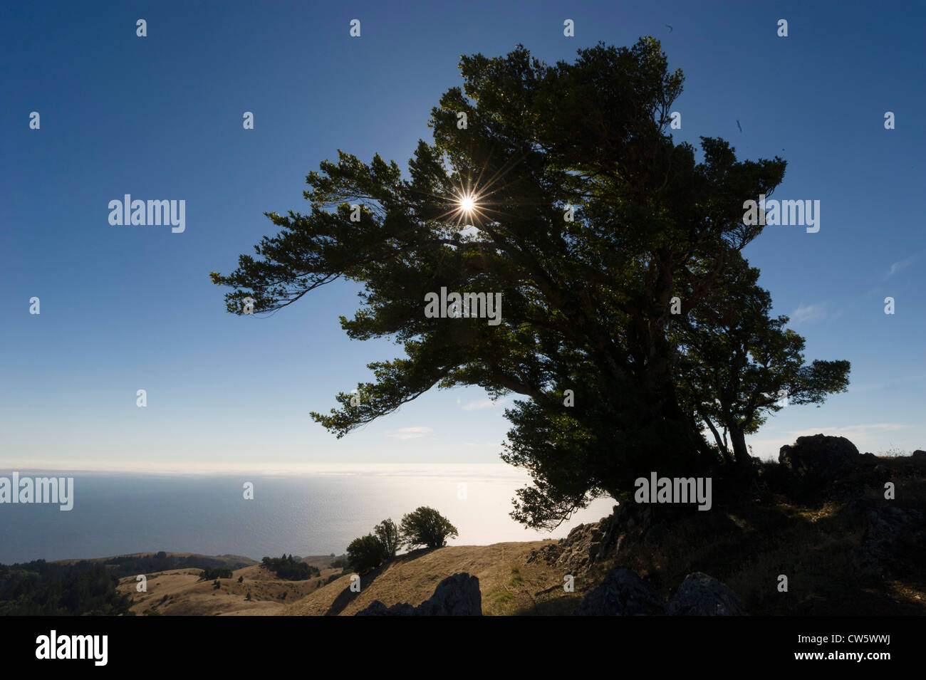 Mount Tam (Monte Tamalpais), Marin County, cerca de San Francisco, California. Foto de stock