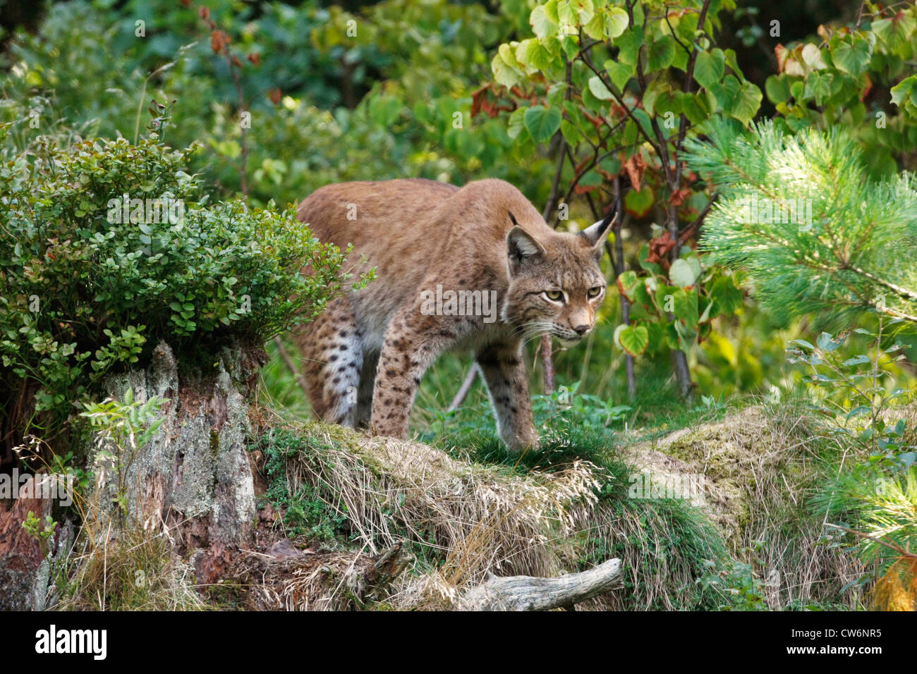 El lince eurásico (Lynx lynx), adulto en las franjas forestales, Alemania Foto de stock