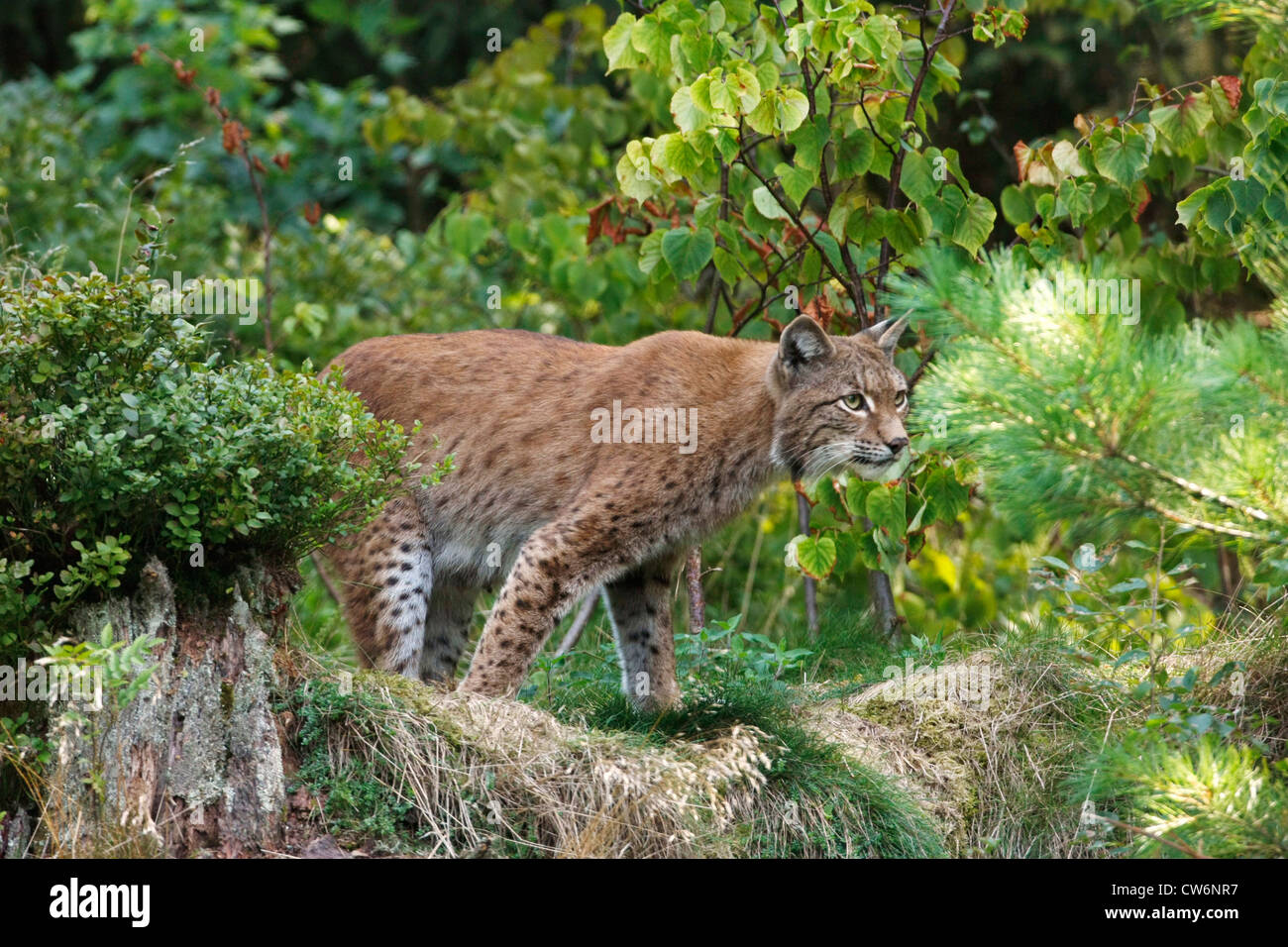 El lince eurásico (Lynx lynx), curioso adulto, Alemania Foto de stock