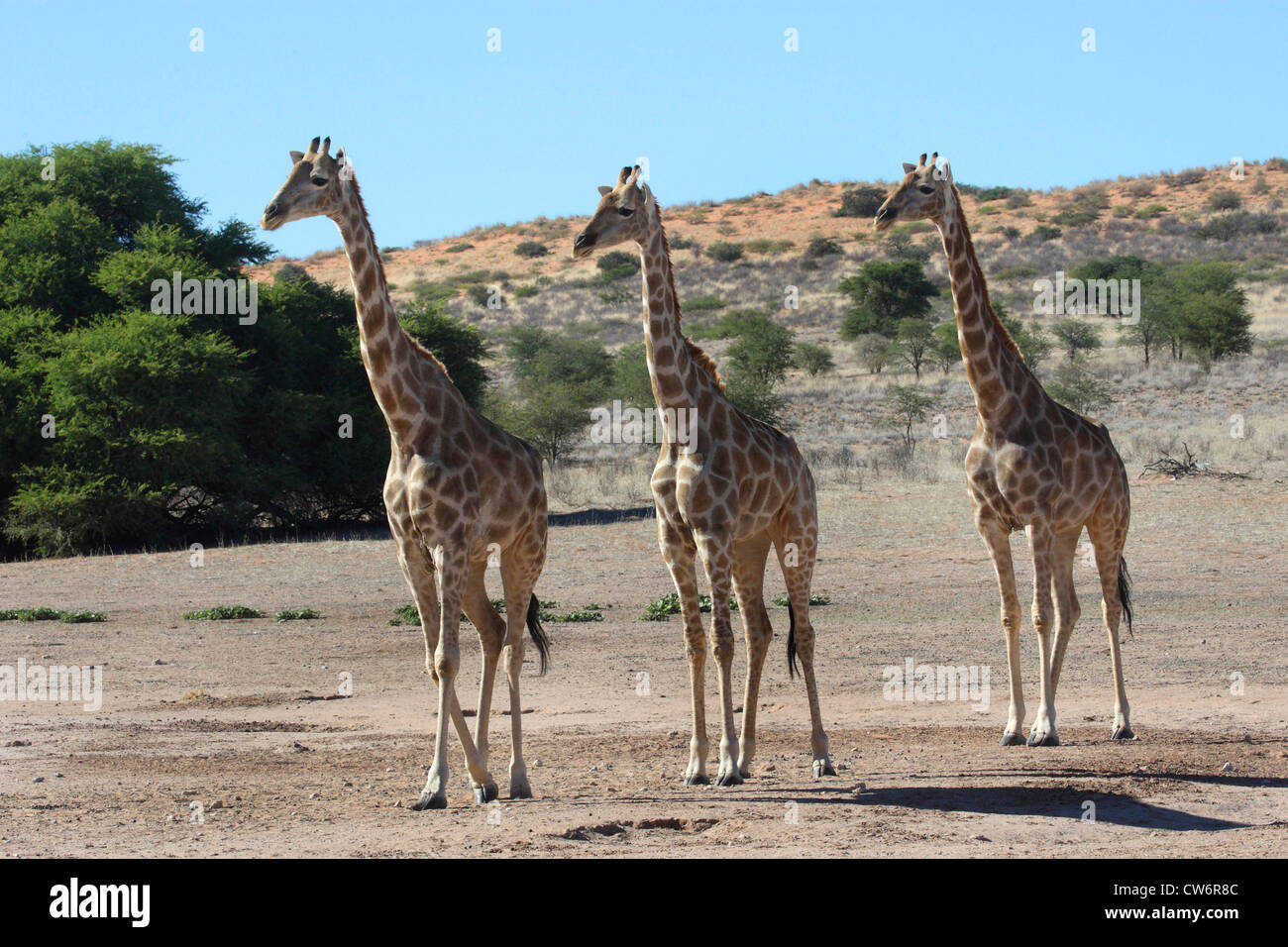 Jirafa (Giraffa camelopardalis), tres animales caminar a través de la estepa al lado, Sudáfrica, Transfronterizo Kgalagadi NP Foto de stock