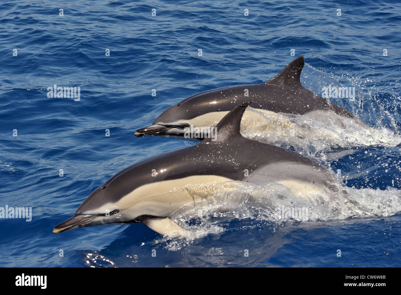 Dos de corta picuda Delfines Comunes, Delphinus delphis, porpoising juntos, al oeste de la isla de Faial, Azores, Océano Atlántico. Foto de stock