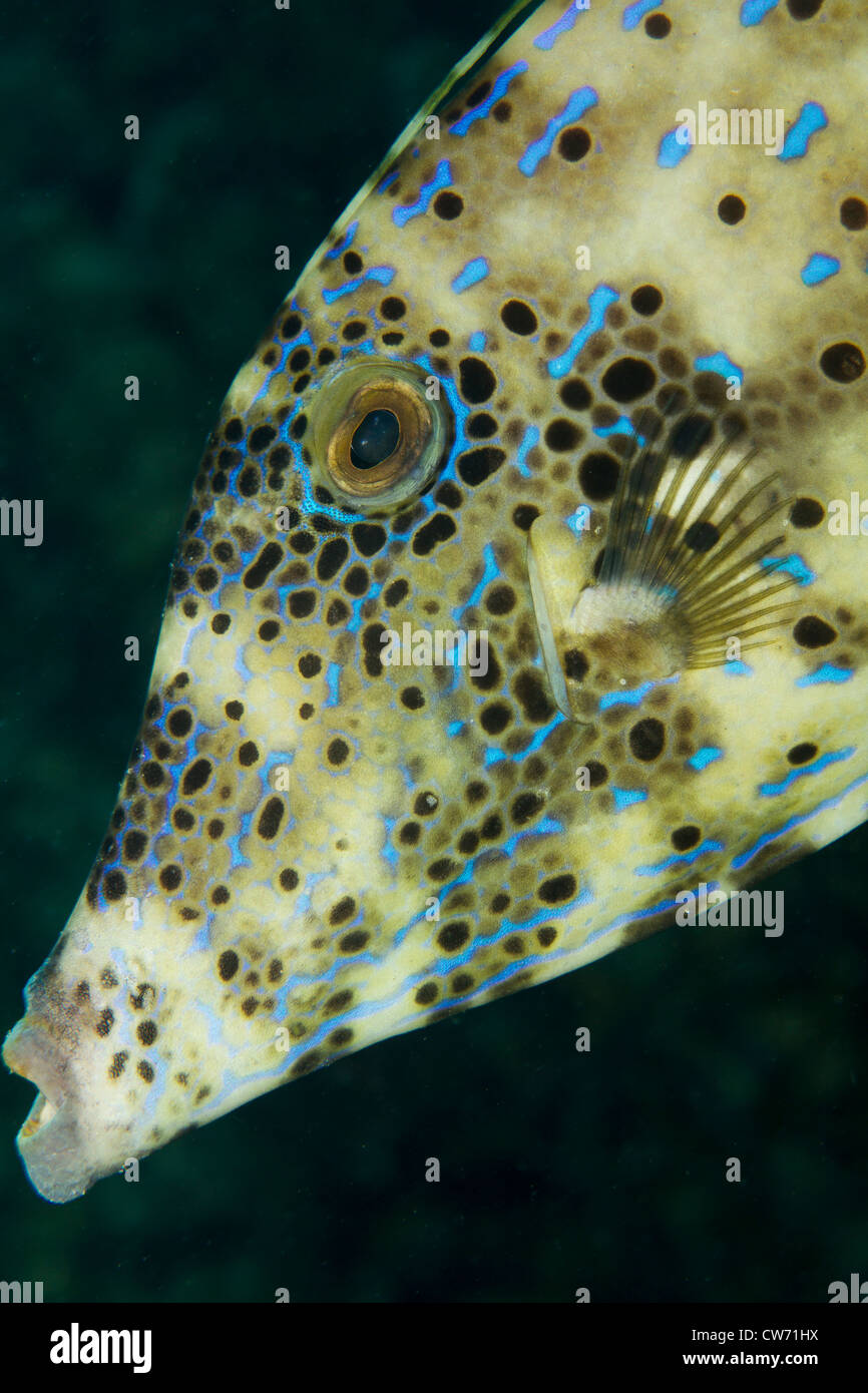 Primer plano del rostro de garabateado filefish Foto de stock