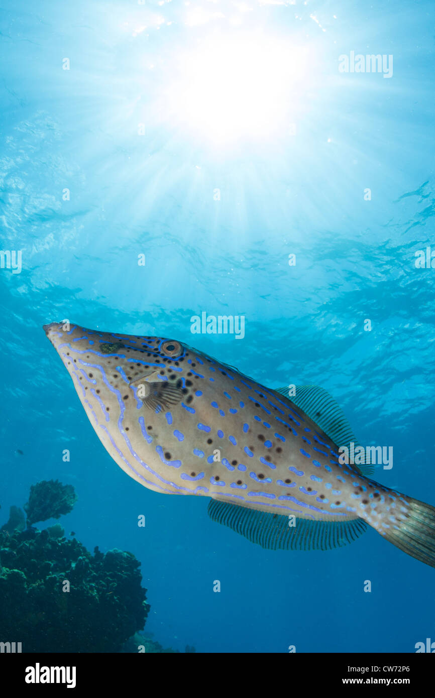 Garabateado filefish iluminada por rayos de sol Foto de stock