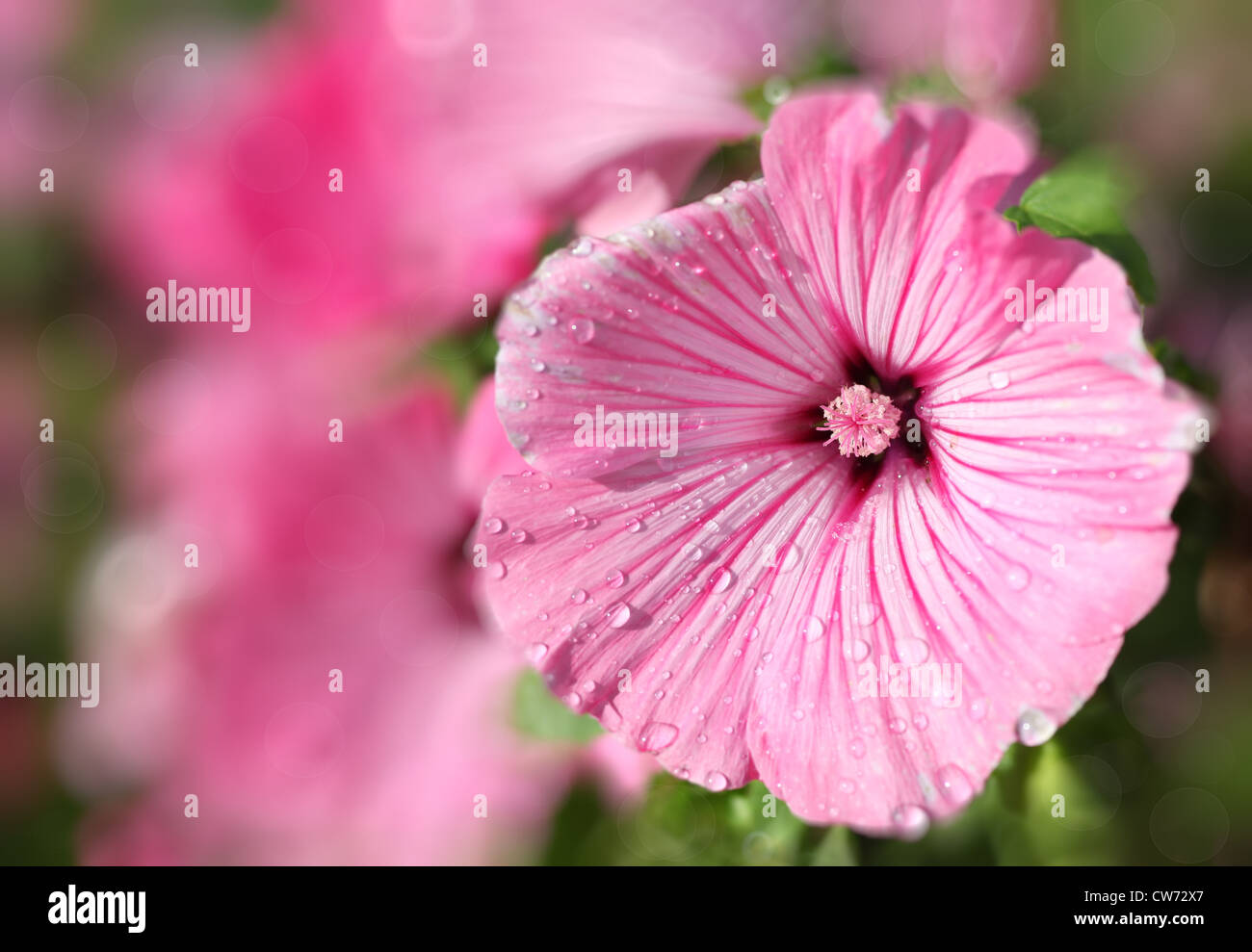 Las gotas de agua de rosas o flores de malva lavatera en casa jardín. Foto de stock