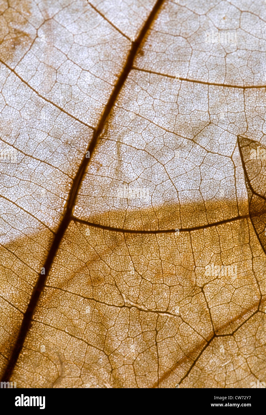 Detalle de una hoja seca con la luz que brilla a través de Foto de stock