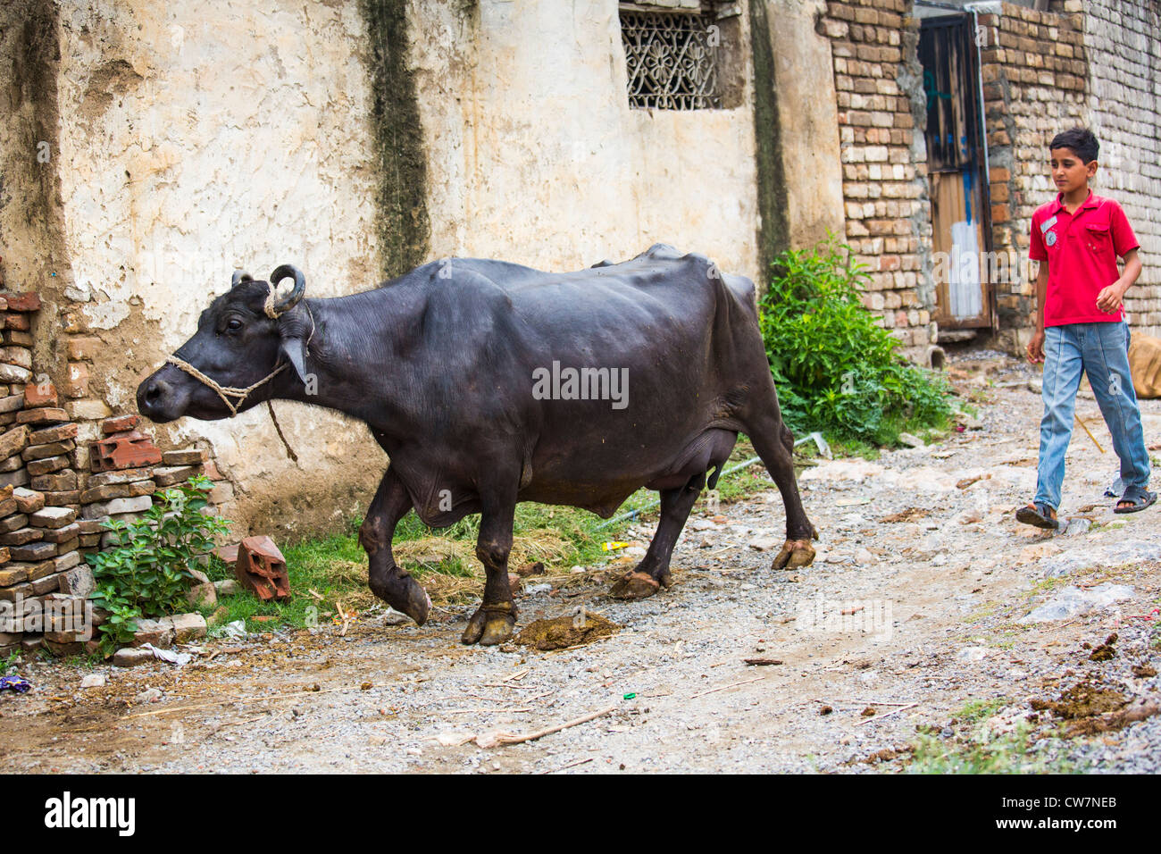 La ganadería, dice Pur Village, Islamabad, Pakistán Foto de stock