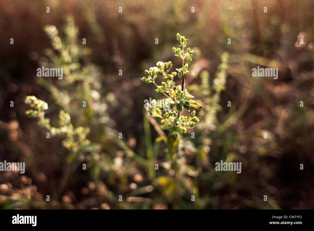 El orégano de plantas en el campo. Macedonia Central, al norte de Grecia. Foto de stock