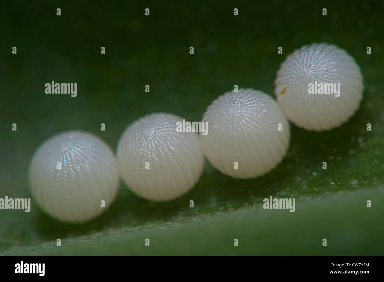 Los huevos de la mariposa búho Fotografía de stock Alamy