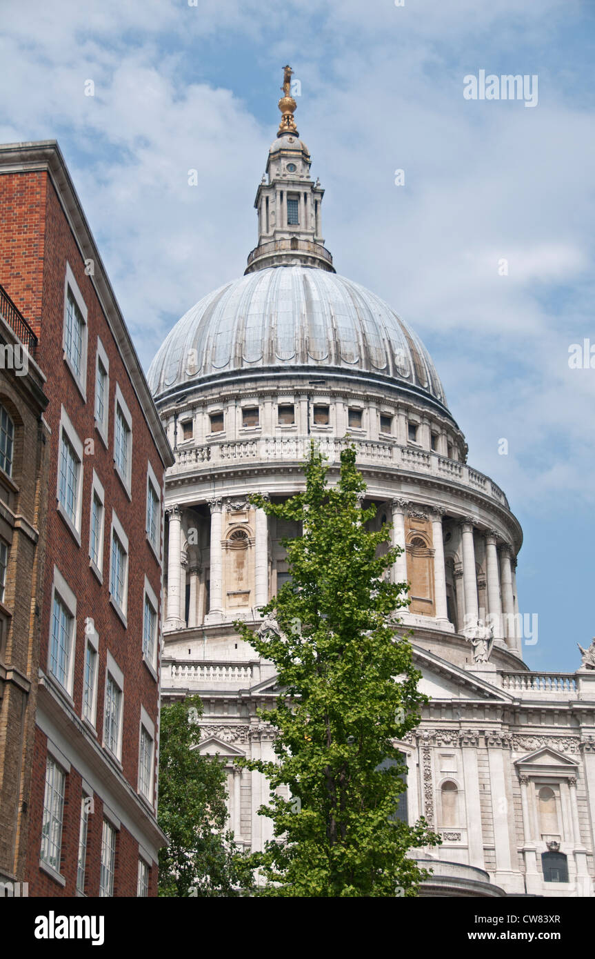 La Catedral de San Pablo, Londres, con árbol de Ginkgo (Ginkgo biloba) en primer plano. Foto de stock