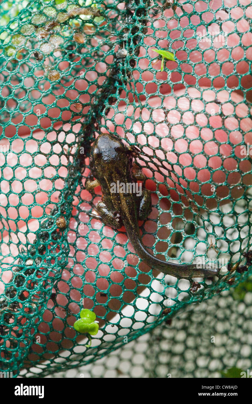 Rana común (Rana temporaria). Casi terminada la metamorfosis de renacuajo a rana; cola para ser absorbida. Sentado en una red de mano. Foto de stock