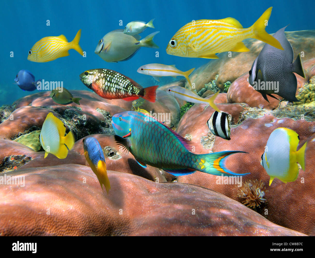 Escuela de coloridos peces tropicales a lo largo de enormes estrella submarina de coral del mar Caribe Foto de stock