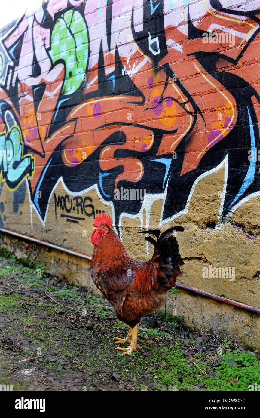 Rhode Island Red Rooster con graffiti Foto de stock