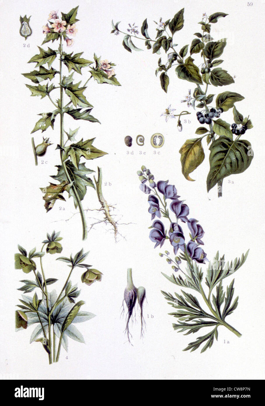 Plantas medicinales venenosos, representaciones de finales del siglo XIX. Foto de stock