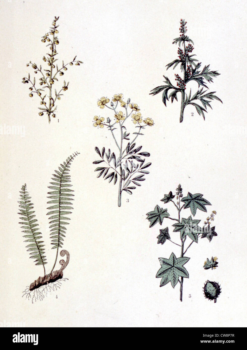 Plantas medicinales comunes, representaciones de finales del siglo XIX. Foto de stock