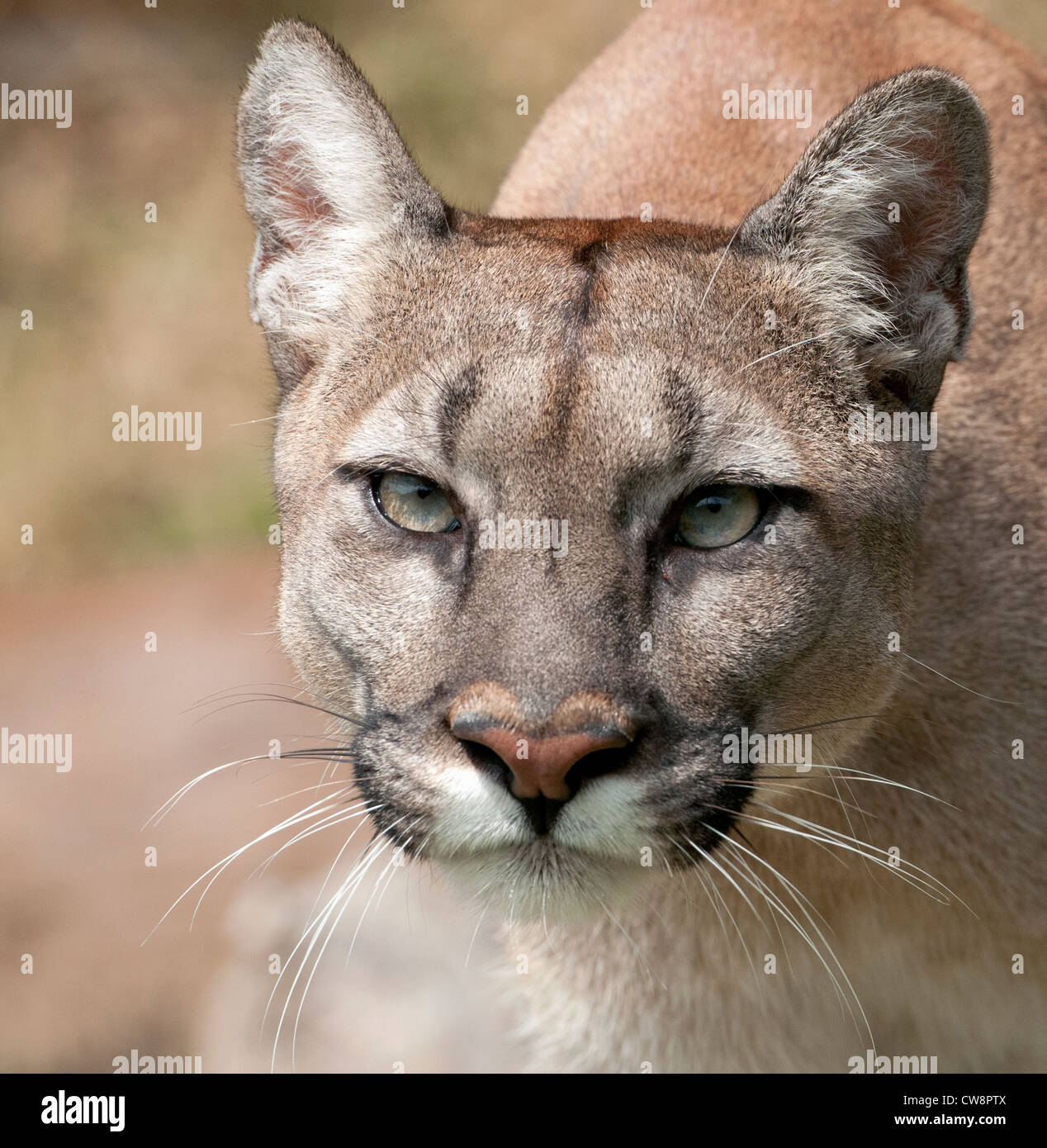 Puma (cerrar Fotografía de Alamy