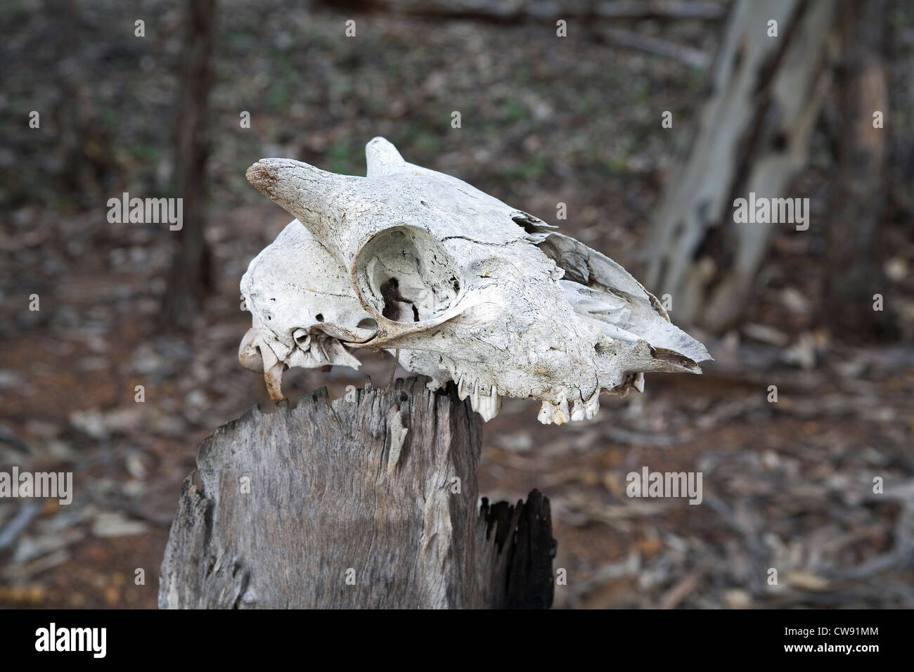 Macho o carnero ovejas cráneo encaramado a un poste de madera podrida. Foto de stock