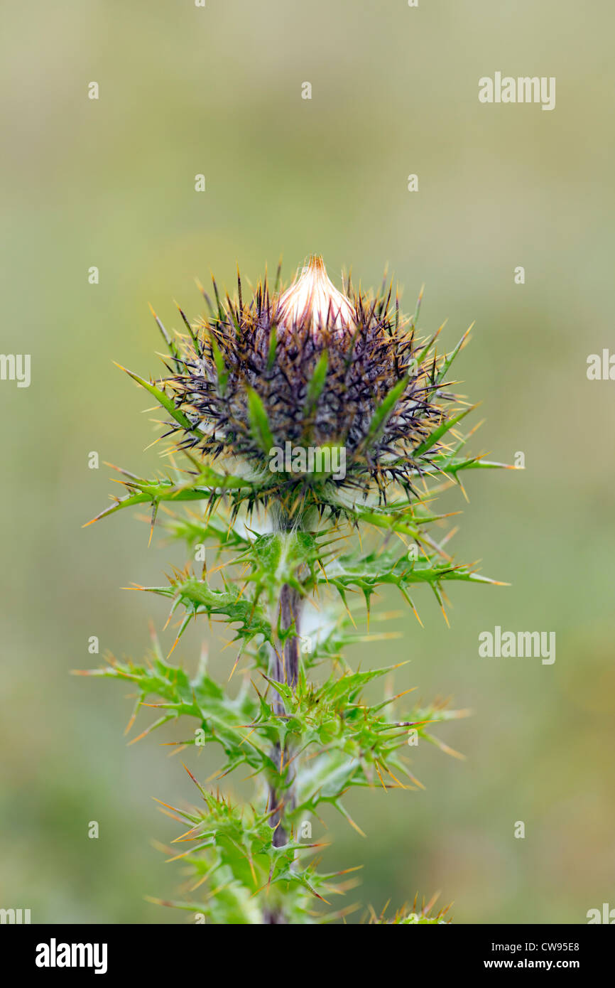 Carline Cardo, Carlina vulgaris; Flor; Gower; Gales; UK Foto de stock