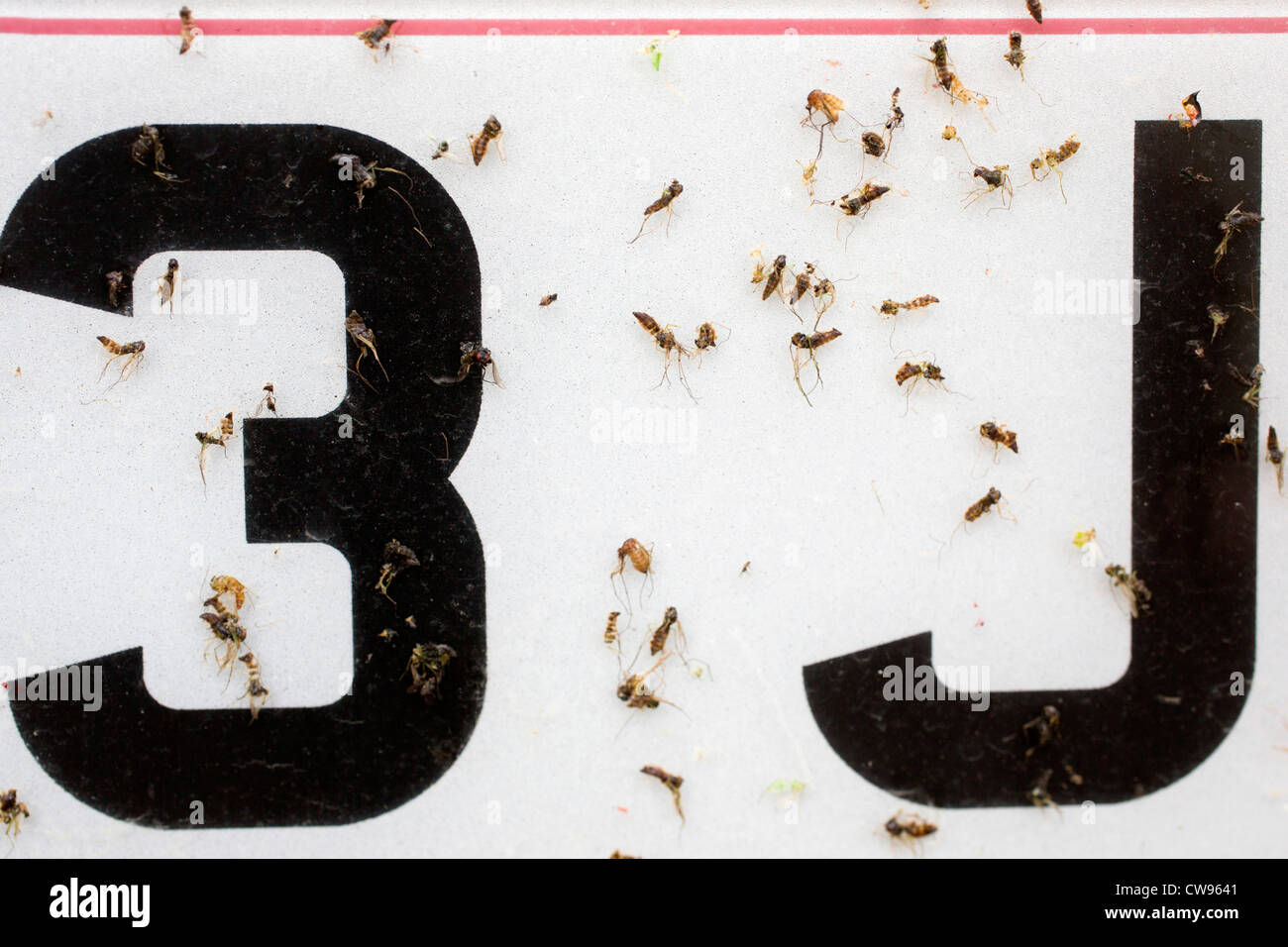 Los insectos en el coche número de la placa; verano; UK Foto de stock