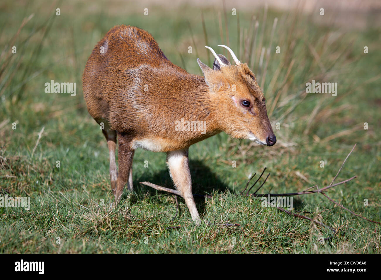 Muntjac; Muntiacus reevesi; masculino; ciervos; UK Foto de stock