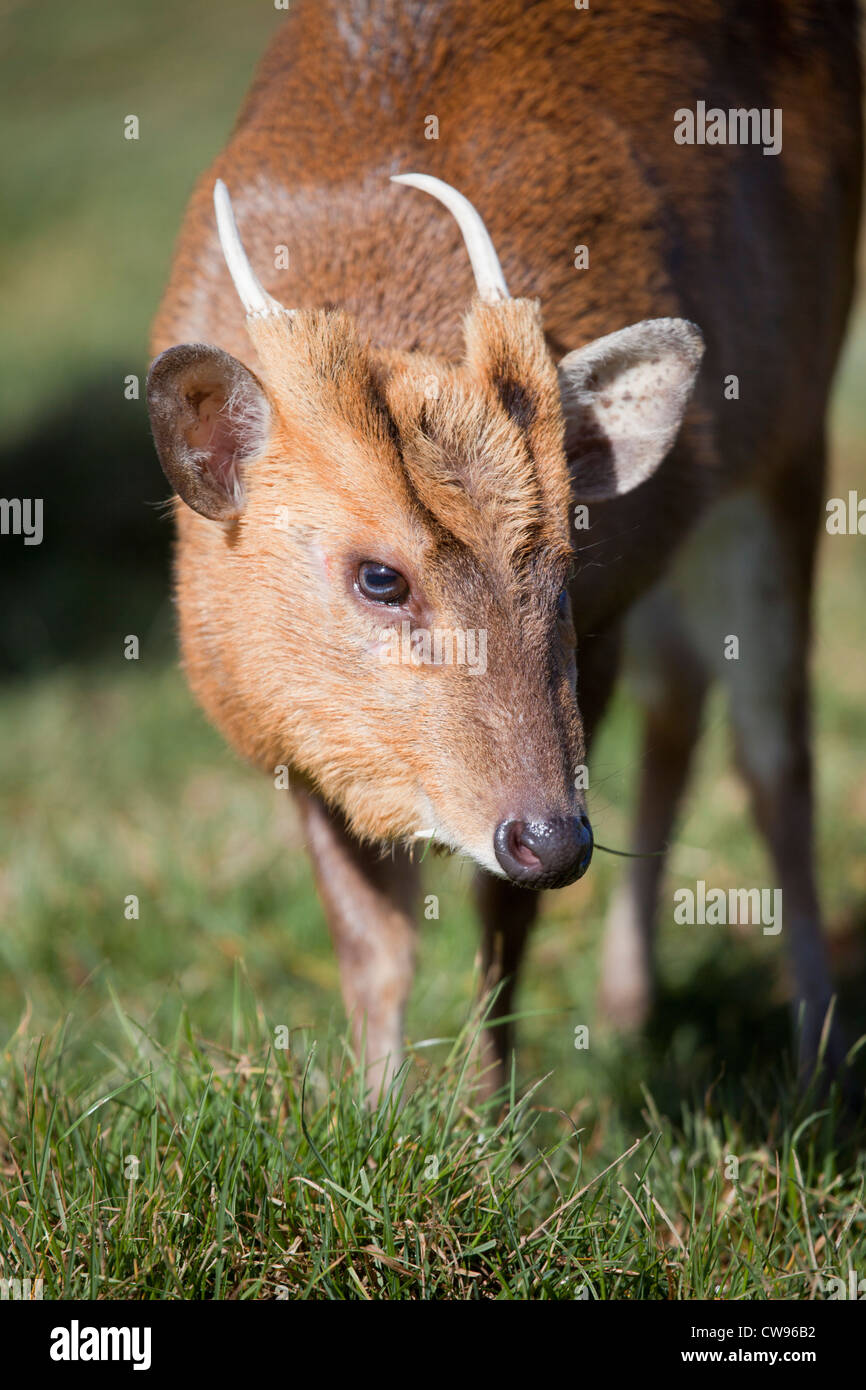 Muntjac; Muntiacus reevesi; masculino; ciervos; UK Foto de stock