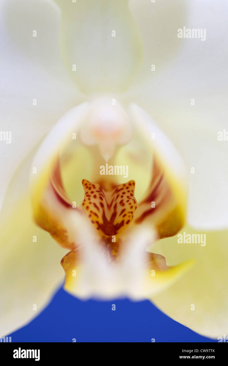 Flor de orquídea; cierre; reflector de oro Foto de stock