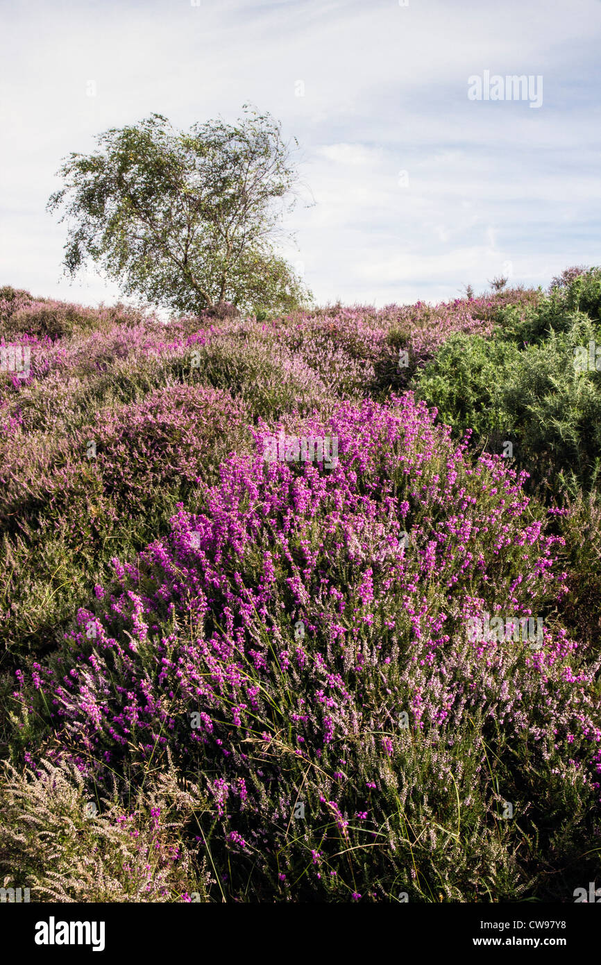 Bell brezo (Erica cinerea) Floración Studland Heath, Dorset, Inglaterra, Reino Unido. Foto de stock