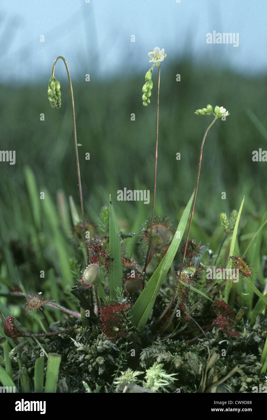 ROUND-dejados SUNDEW Drosera rotundifolia (Droseraceae) Foto de stock