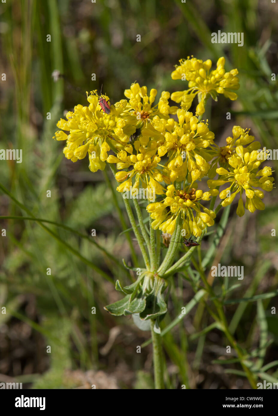 El alforfón (Eriogonum Sulfurflower umbellatum) a los 8500 pies de altura en la Cordillera Frontal de las Montañas Rocosas de Colorado Foto de stock