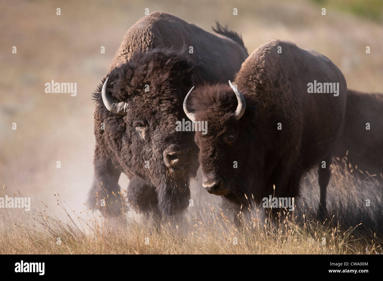 Un toro de bisonte (Bison bison) permanece cerca de una vaca, esperando para entrar en estro, Bisontes rango nacional Foto de stock