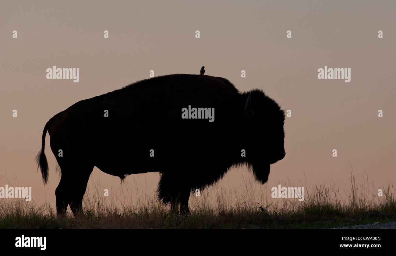 El bisonte (Bison bison) con un jinete sobre su espalda, Bisontes rango nacional Foto de stock