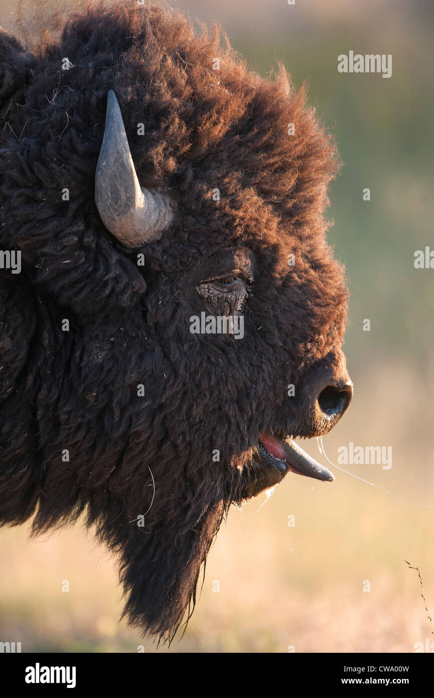 Agotado el bisonte (Bison bison) Bull durante el badén, Bisontes rango nacional Foto de stock