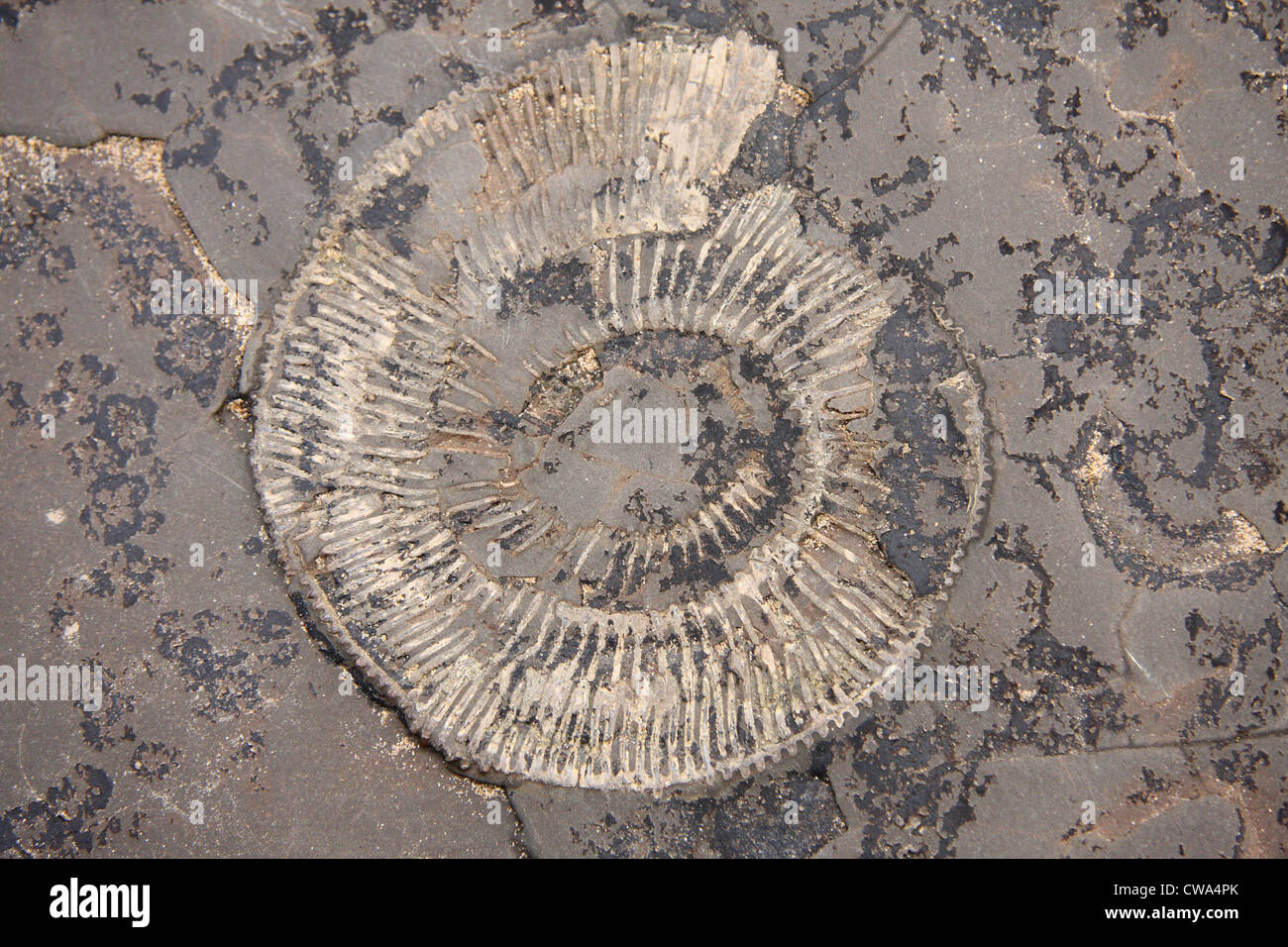 Amonita fósil en roca en la orilla del mar cerca de Whitby, North Yorkshire, Reino Unido Foto de stock