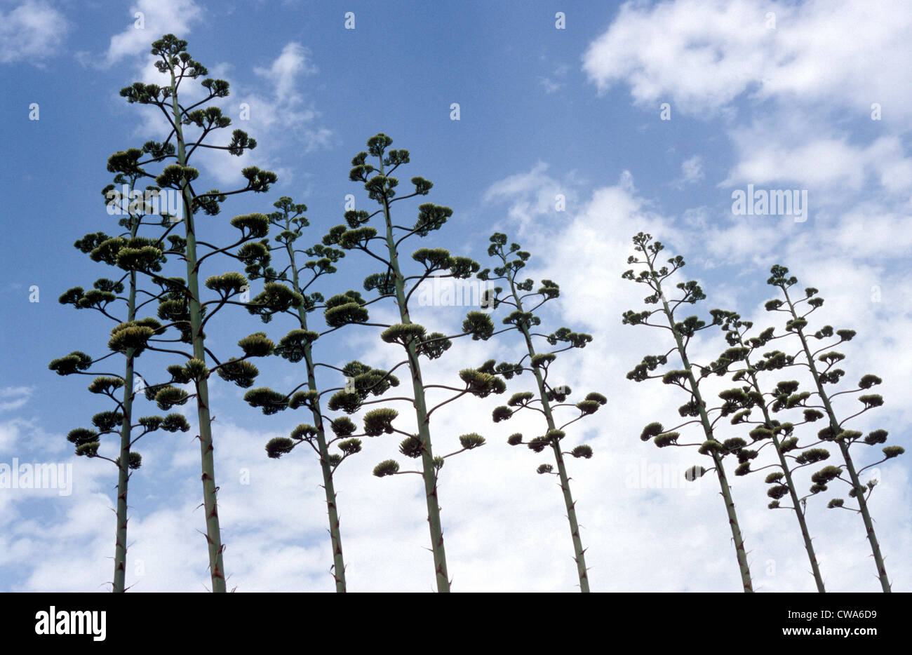 Las inflorescencias de Agavenpflanzen ligeramente contra un cielo nublado Foto de stock