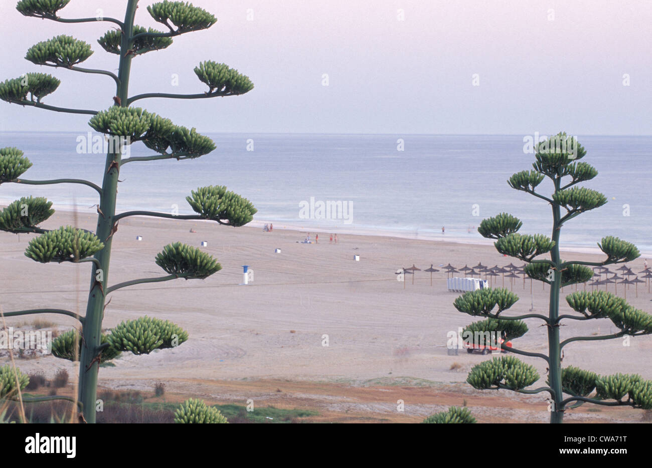 Las inflorescencias de Agavenpflanzen antes playa nocturno Foto de stock