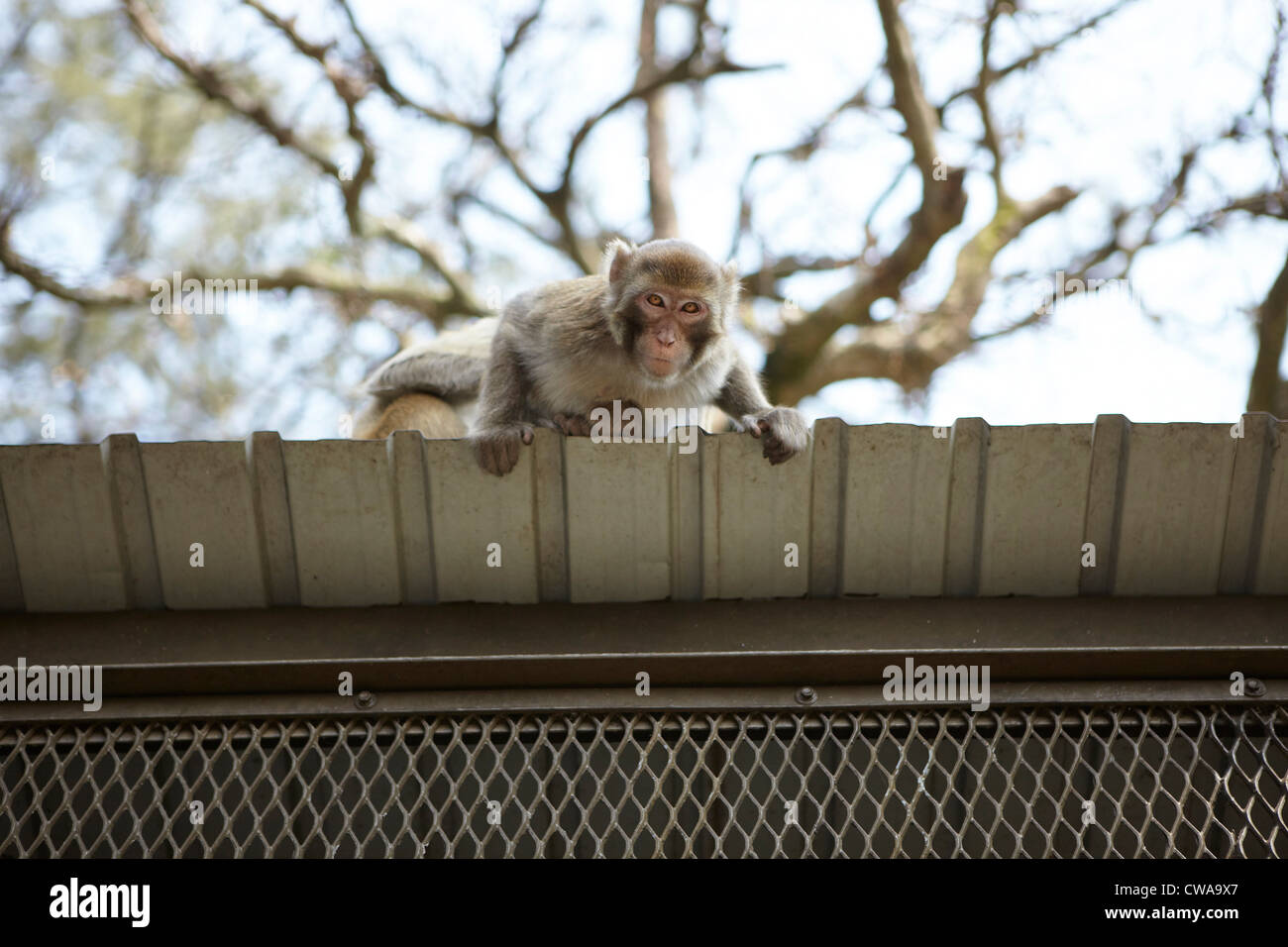 Wild larga cola macaco sobre techo, bajo el ángulo Foto de stock
