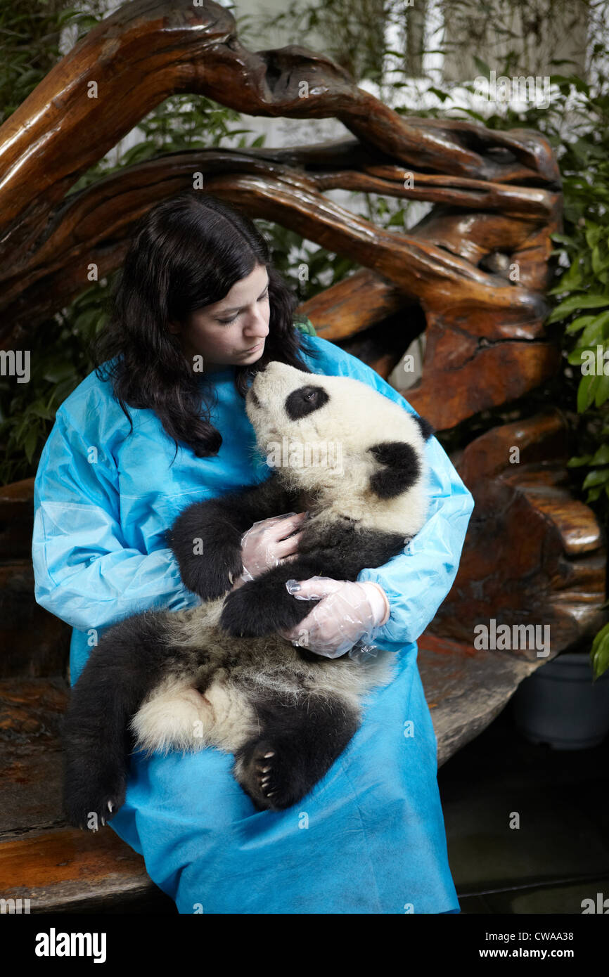 Mujer sosteniendo 6 mes de edad panda gigante en Chengdu Centro de Investigación de cría de Panda Foto de stock