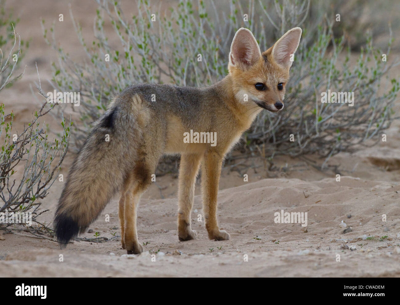 Cape Fox, el Parque Transfronterizo Kgalagadi, África Foto de stock