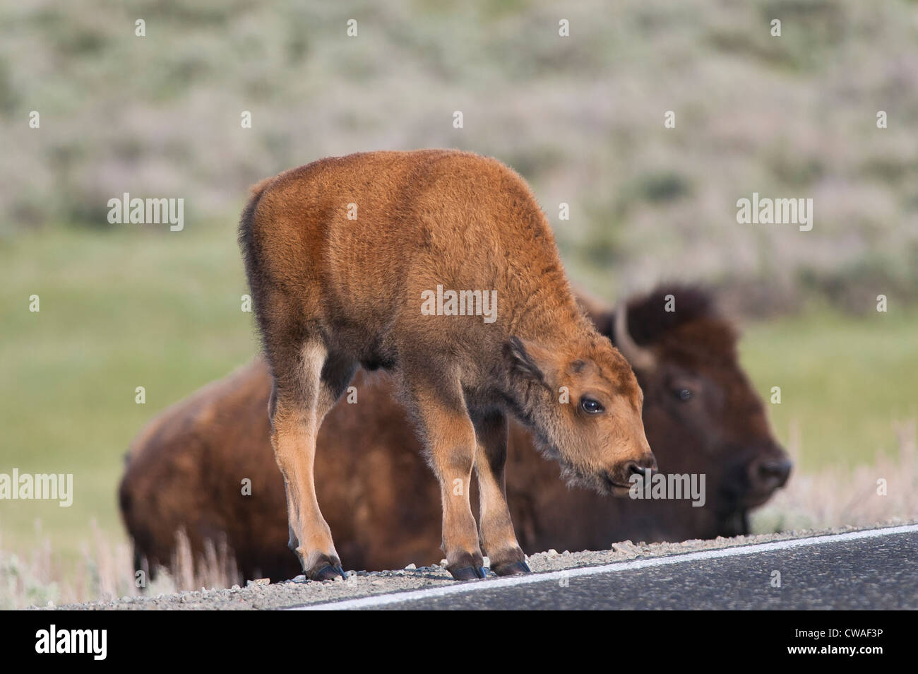 Ternero de bisonte (Bison bison) cruzando la calle, el Parque Nacional Yellowstone, Wyoming Foto de stock