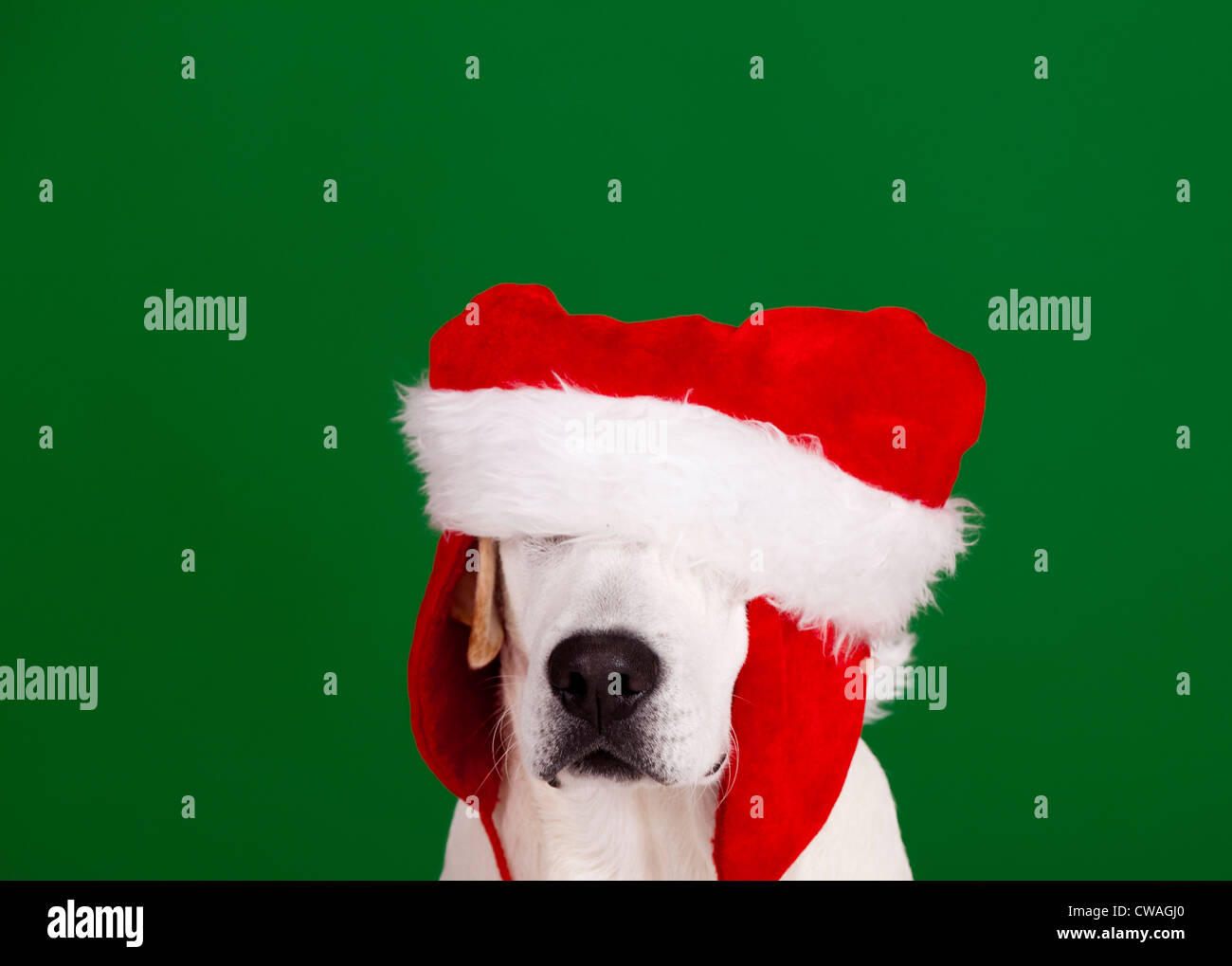 Perro con gorro de navidad fotografías e imágenes de alta resolución - Alamy