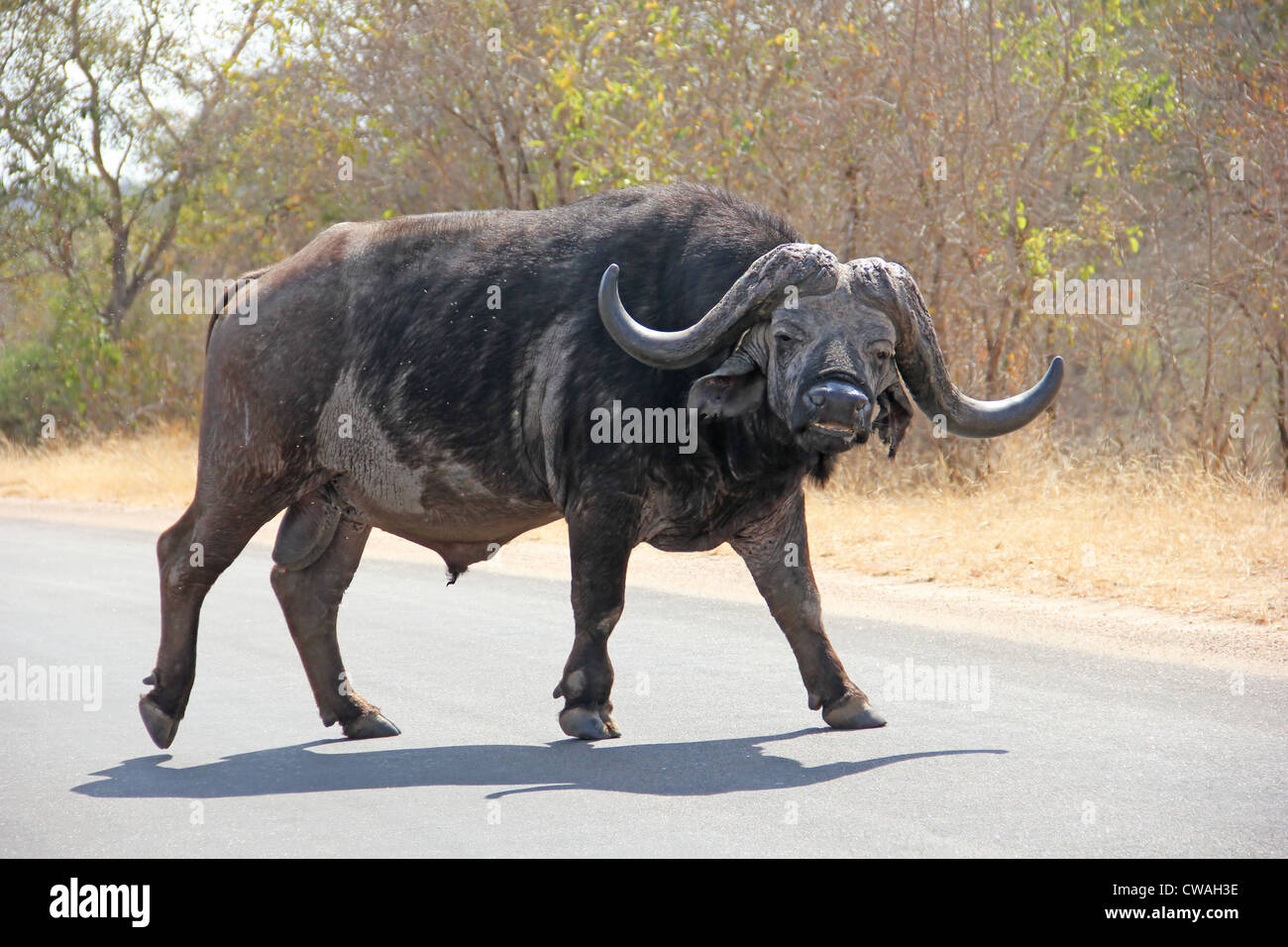 Buffalo mirando mientras camina en la carretera Foto de stock