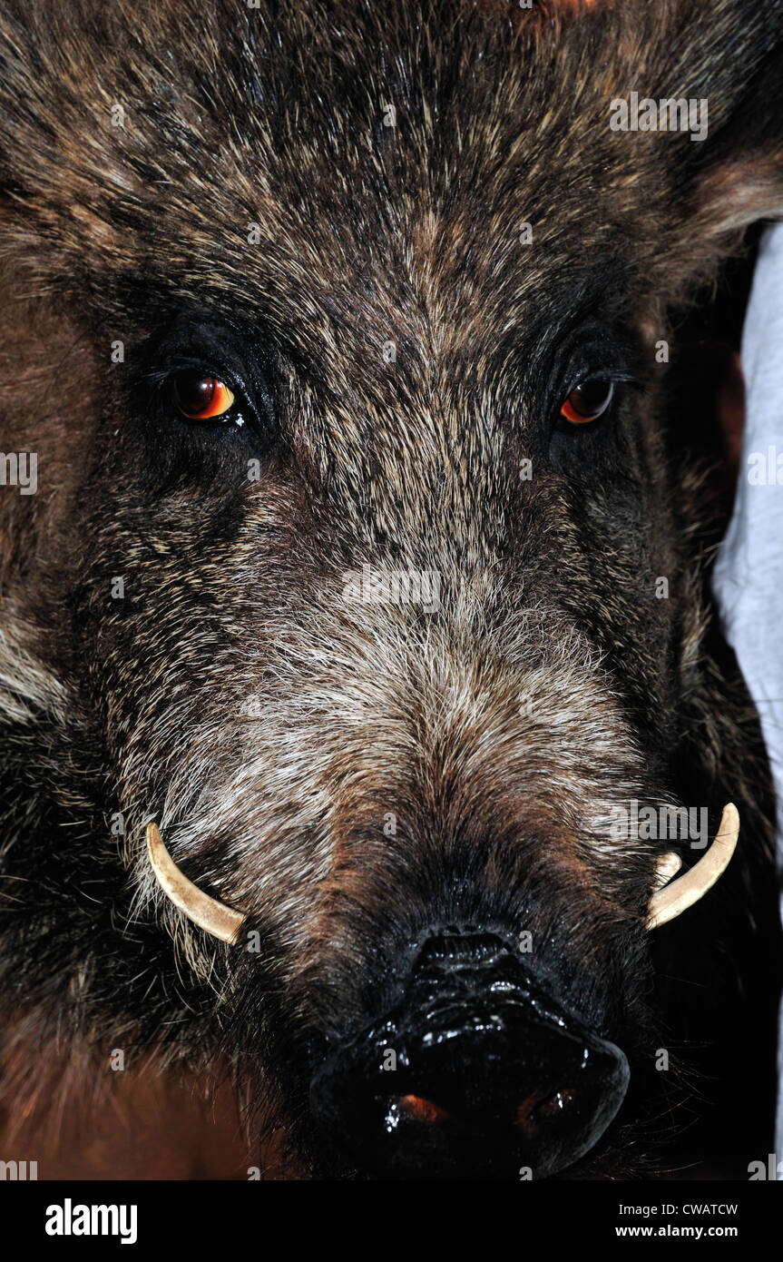 Cerdo salvaje de la taxidermia mostrando colmillos Foto de stock