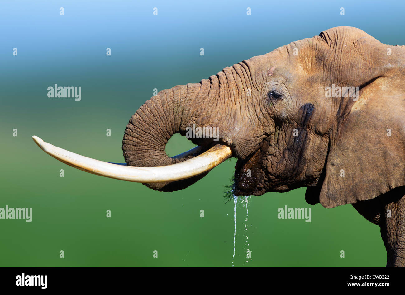 Agua potable elefante close-up - Parque Nacional Addo - Sudáfrica Foto de stock