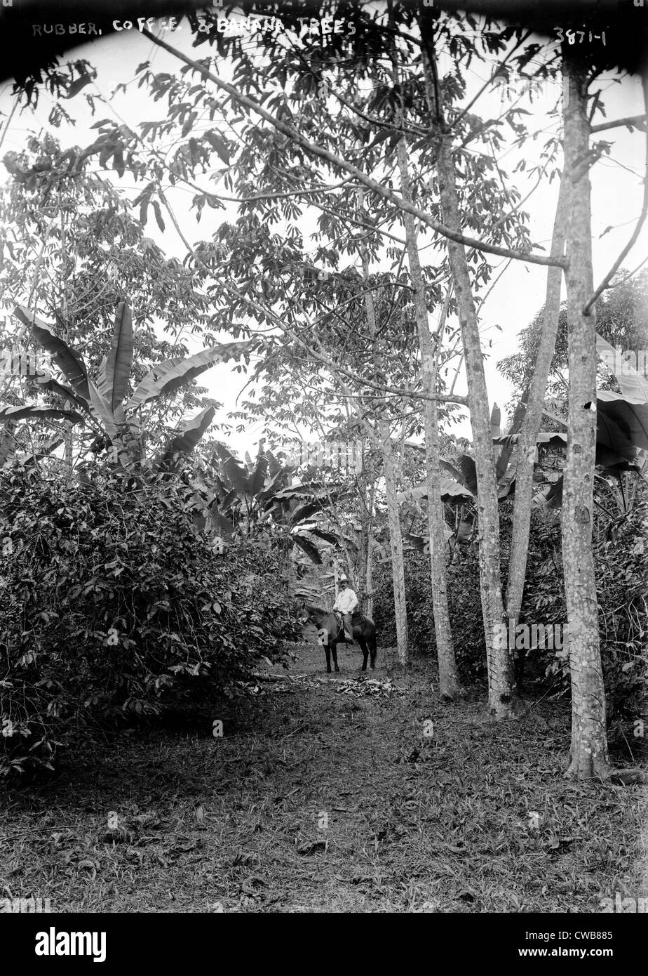 Caucho, café y árboles de plátano, 1910s Foto de stock
