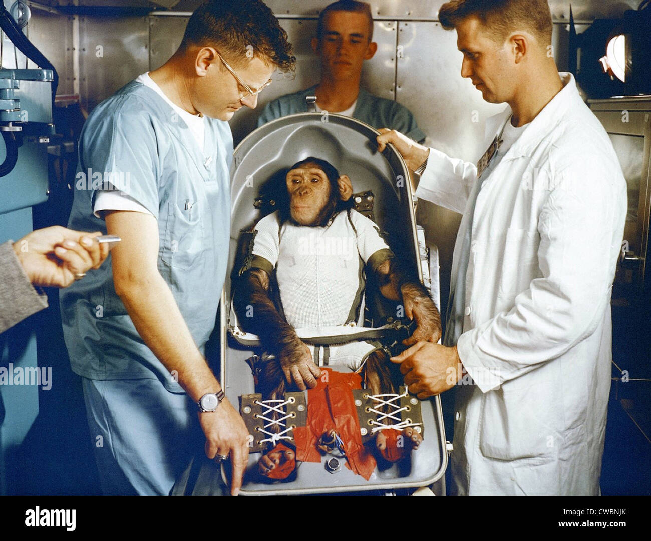 Jamón, una tres-año-viejo chimpancé, en su sofá biopack. El 31 de enero de 1961, Ham hizo el primer vuelo de prueba sub-orbital de la Foto de stock