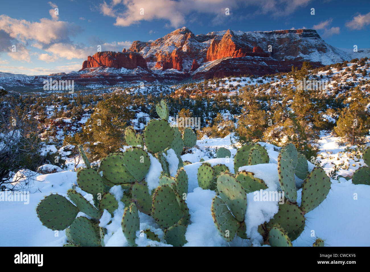 Nieve en invierno Schnebly Hill, el Bosque Nacional Coconino, Sedona, Arizona. Foto de stock