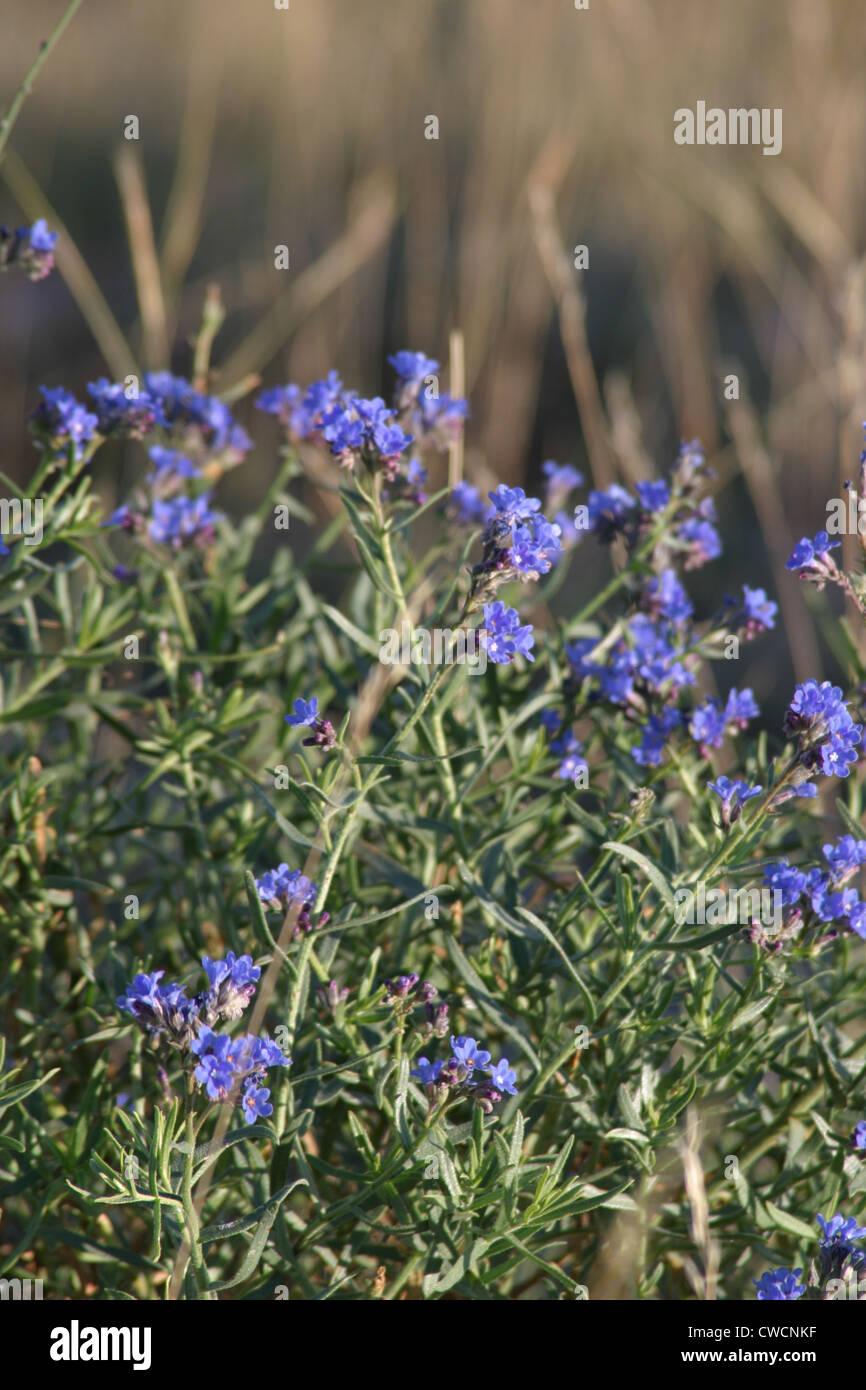 Azul de pequeñas flores silvestres crecen en Nemrut cráter volcánico
