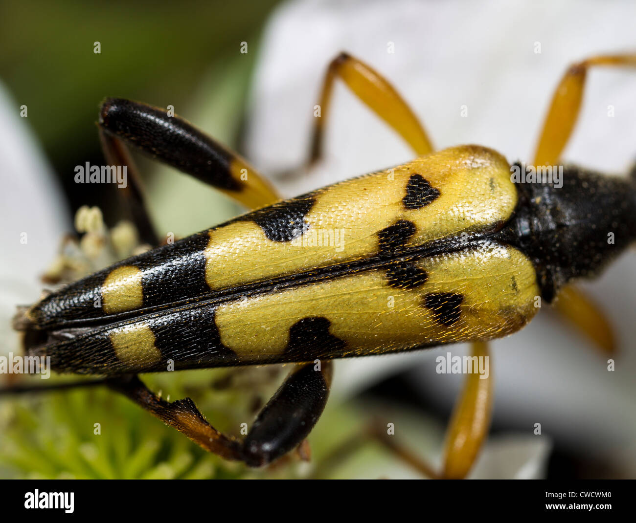 Manchada de longhorn beetle (o Rutpela Strangalia maculata maculata) - Cierre de ï¿½itros Foto de stock
