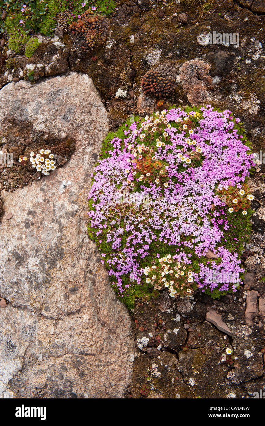 Las saxífragas rojo púrpura, Saxifraga oppositifolia L., la tundra, flores, Spitsbergen, Svalbard, Arctic Foto de stock