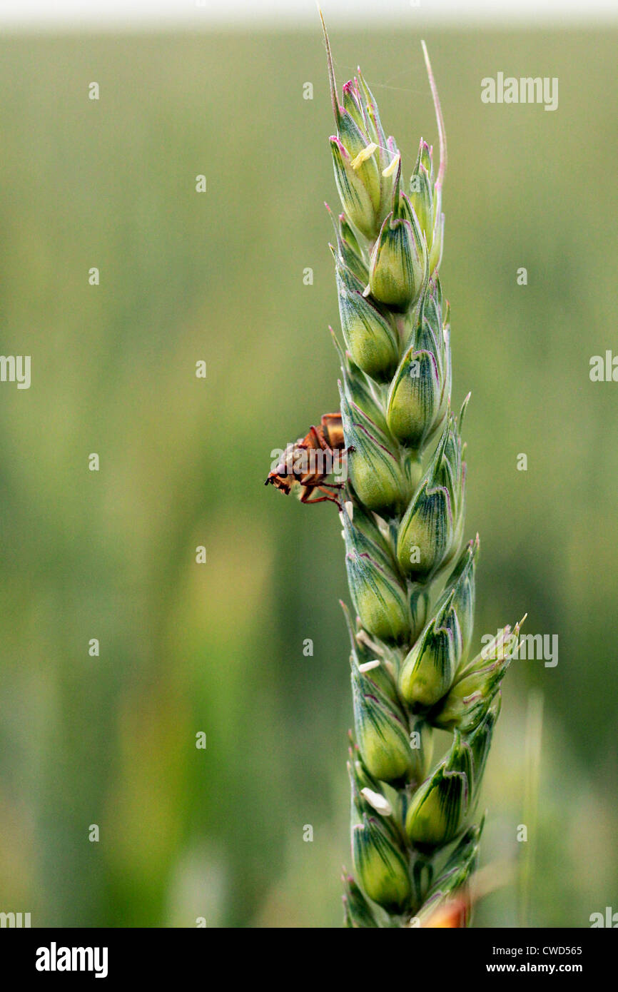 Cerca de volar en espiga de trigo Foto de stock